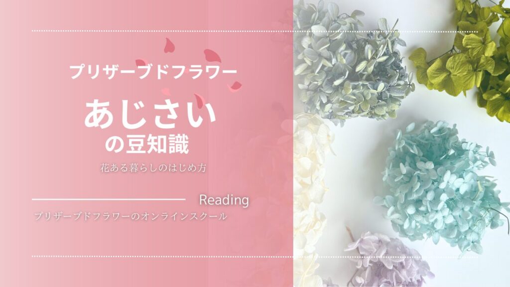 プリザーブドフラワーのアジサイの魅力｜基本の知識 - プリザーブド